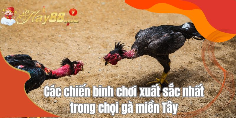 Các chiến binh chơi xuất sắc nhất trong chọi gà miền Tây