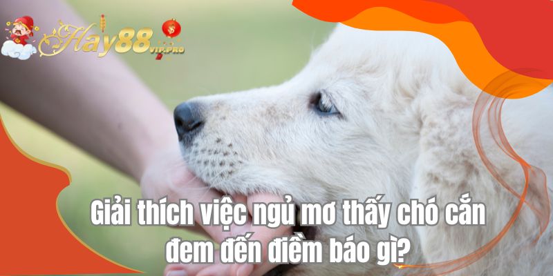 Giải thích việc ngủ mơ thấy chó cắn đem đến điềm báo gì?