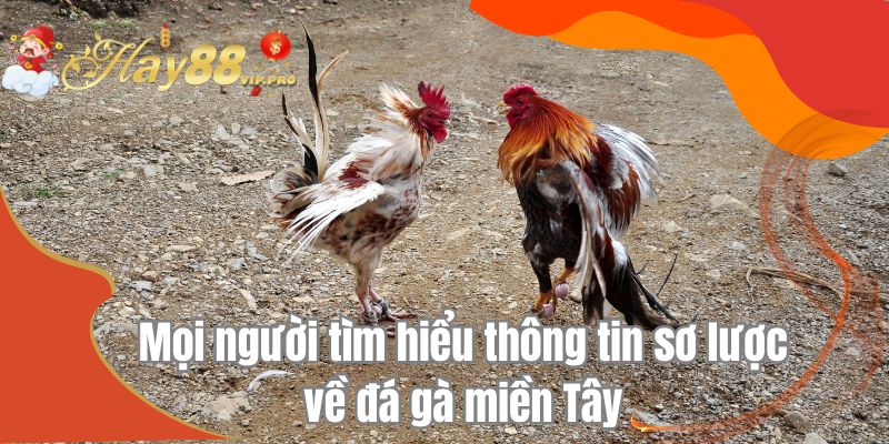 Mọi người tìm hiểu thông tin sơ lược về đá gà miền Tây