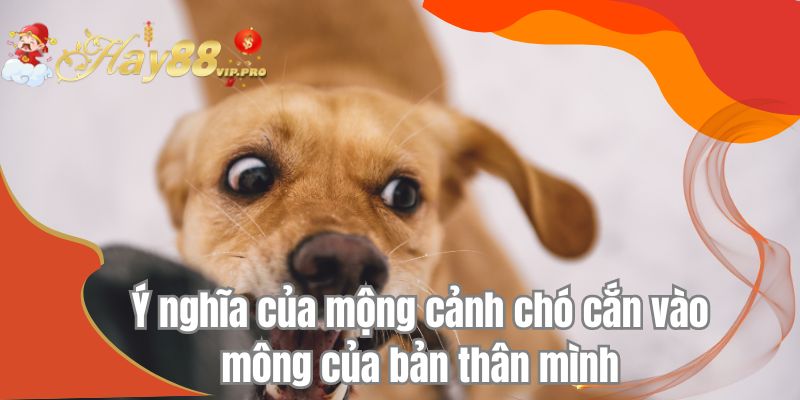 Ý nghĩa của mộng cảnh chó cắn vào mông của bản thân mình