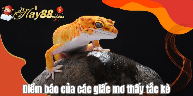 Điềm báo của các giấc mơ thấy tắc kè