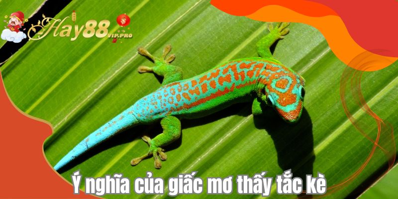 Ý nghĩa của giấc mơ thấy tắc kè